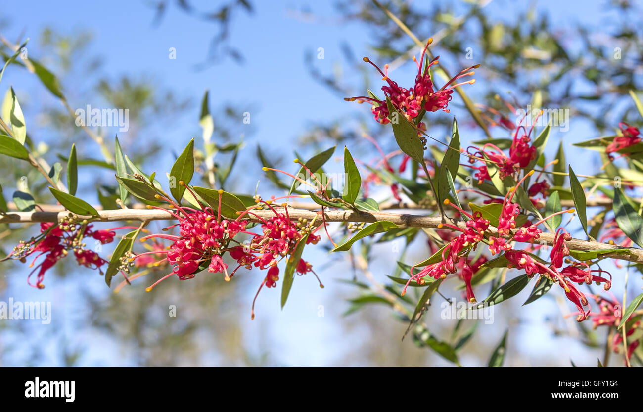 Les fleurs rouges de la famille des fleurs australiennes splendeur croissante dans le jardin contre le ciel bleu Banque D'Images