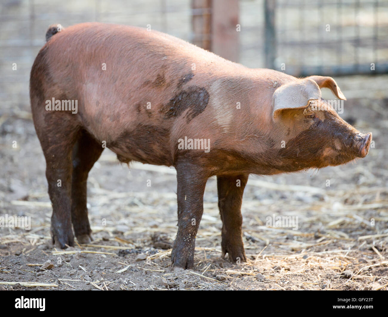 Red Wattle du porc (Sus scrofa domesticus) standing in pig sty. Banque D'Images