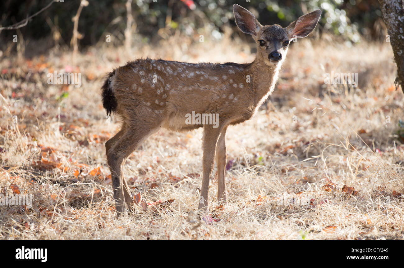 Les Cerfs à queue noire (Odocoileus hemionus) Fawn Banque D'Images