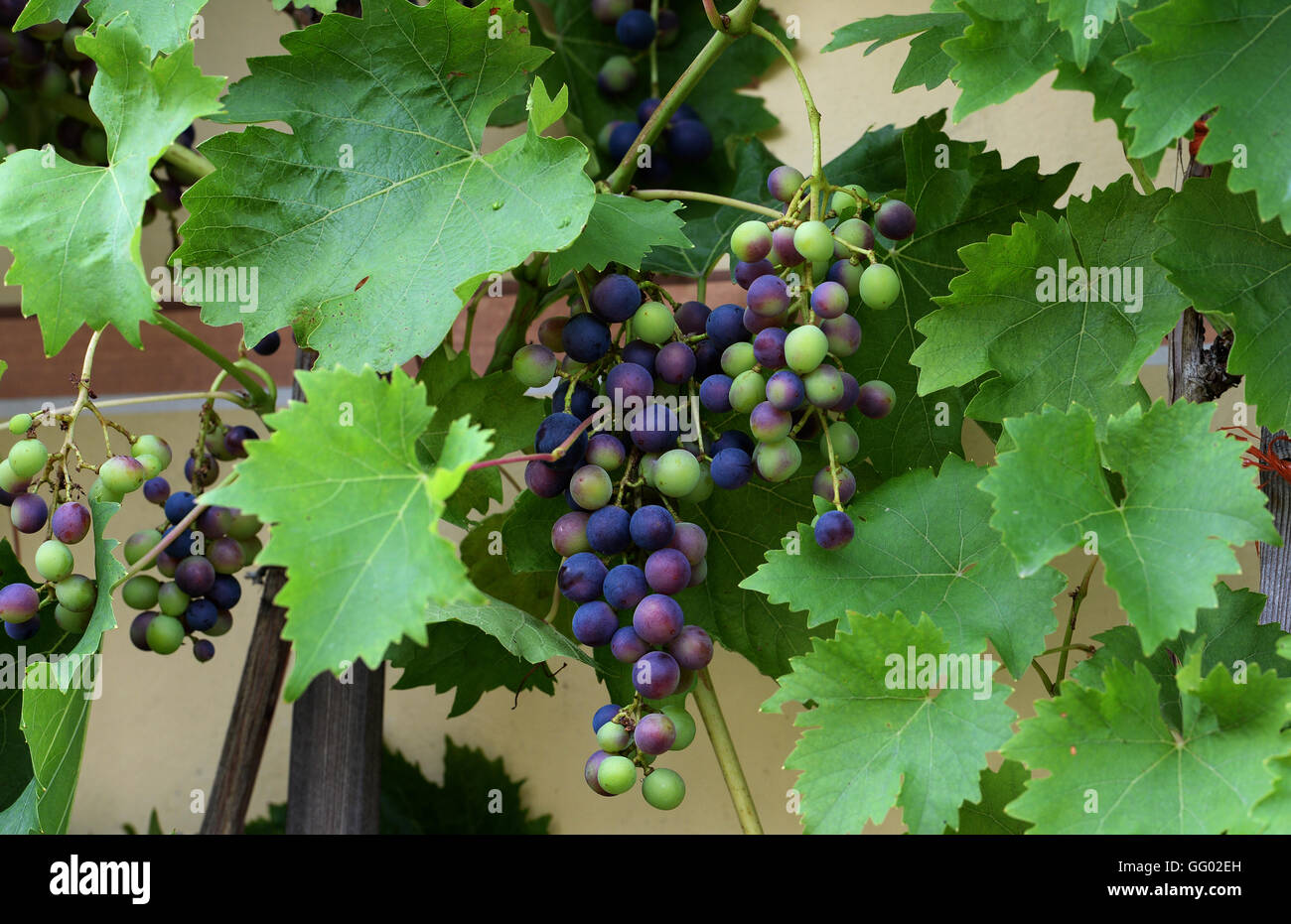 Premiers raisins changer leurs couleurs sur une vigne à Radeburg (Saxe), Allemagne, 28 juillet 2016. Photo : Jens Kalaene/dpa Banque D'Images