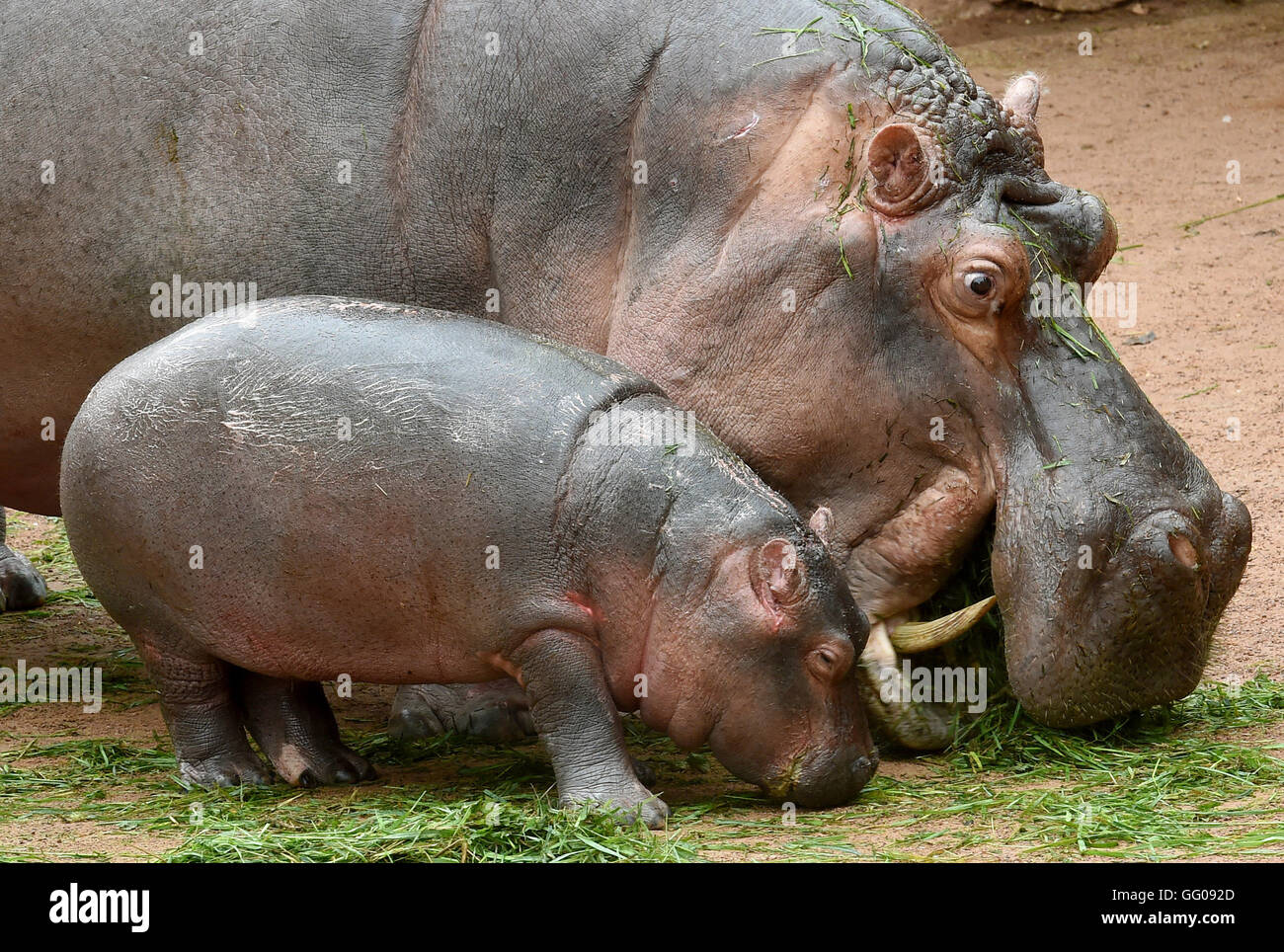 Hanovre Allemagne 06th Aug 16 Bebe Hippopotame Pumeza Comite Permanent Avec Sa Mere Cherry Est Accueillie Avec Un Grand Buffet De Salades Dans La Forme De Son Nom Pour Son Hanovre Allemagne 06th Aug 16 Bebe Hippopotame Pumeza Comite Permanent Avec Sa Mere Cherry Est Accueillie Avec Un Grand Buffet De Salades Dans La Forme De Son Nom Pour Son