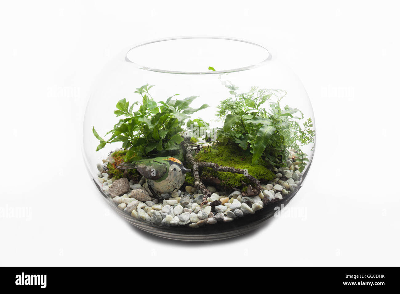Terrarium en verre bol de fougères australiennes, de mousse et de roches avec un jouet bird Banque D'Images