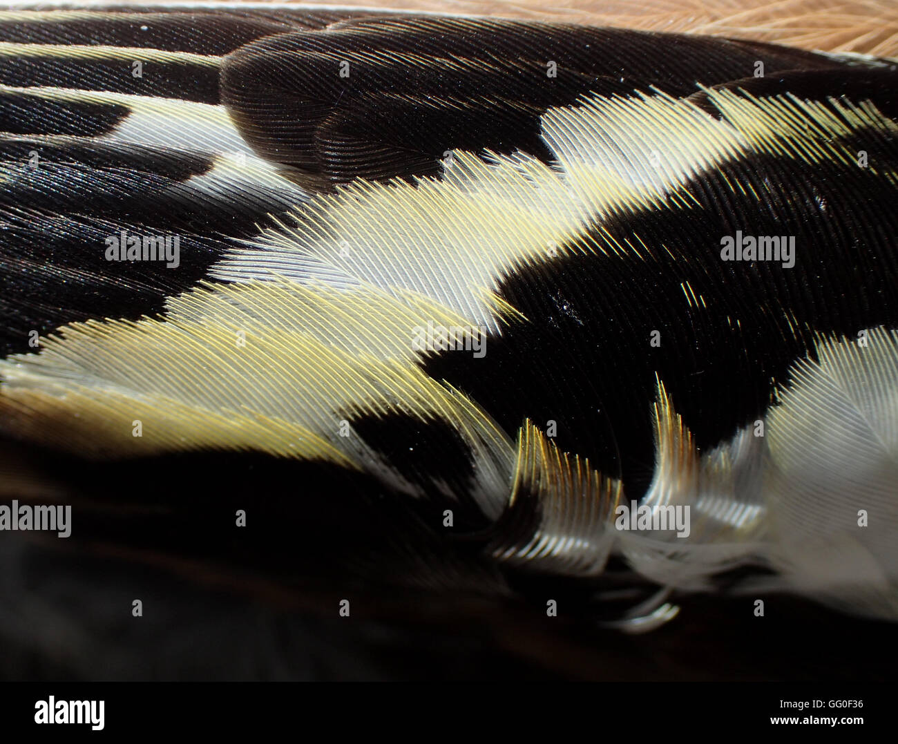 Close-up de l'extension de l'homme mort (Fringilla coelebs chaffinch) Banque D'Images