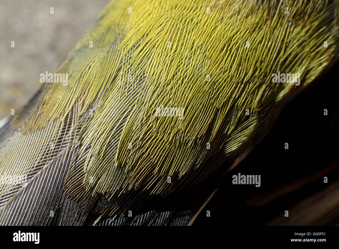 Close-up of upper-caudales du mâle mort (Fringilla coelebs chaffinch) Banque D'Images