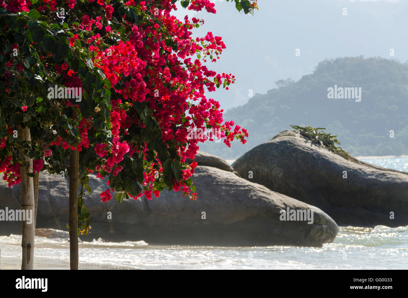 Fleurs sur la plage de l'île de pygargues à tête à Paraty Brésil Banque D'Images