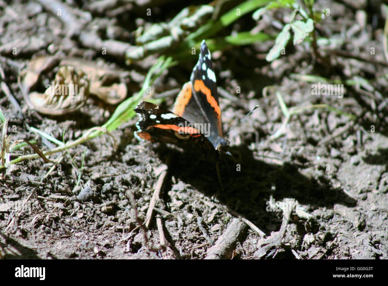 L'amiral rouge papillon, Vanessa atalanta Banque D'Images