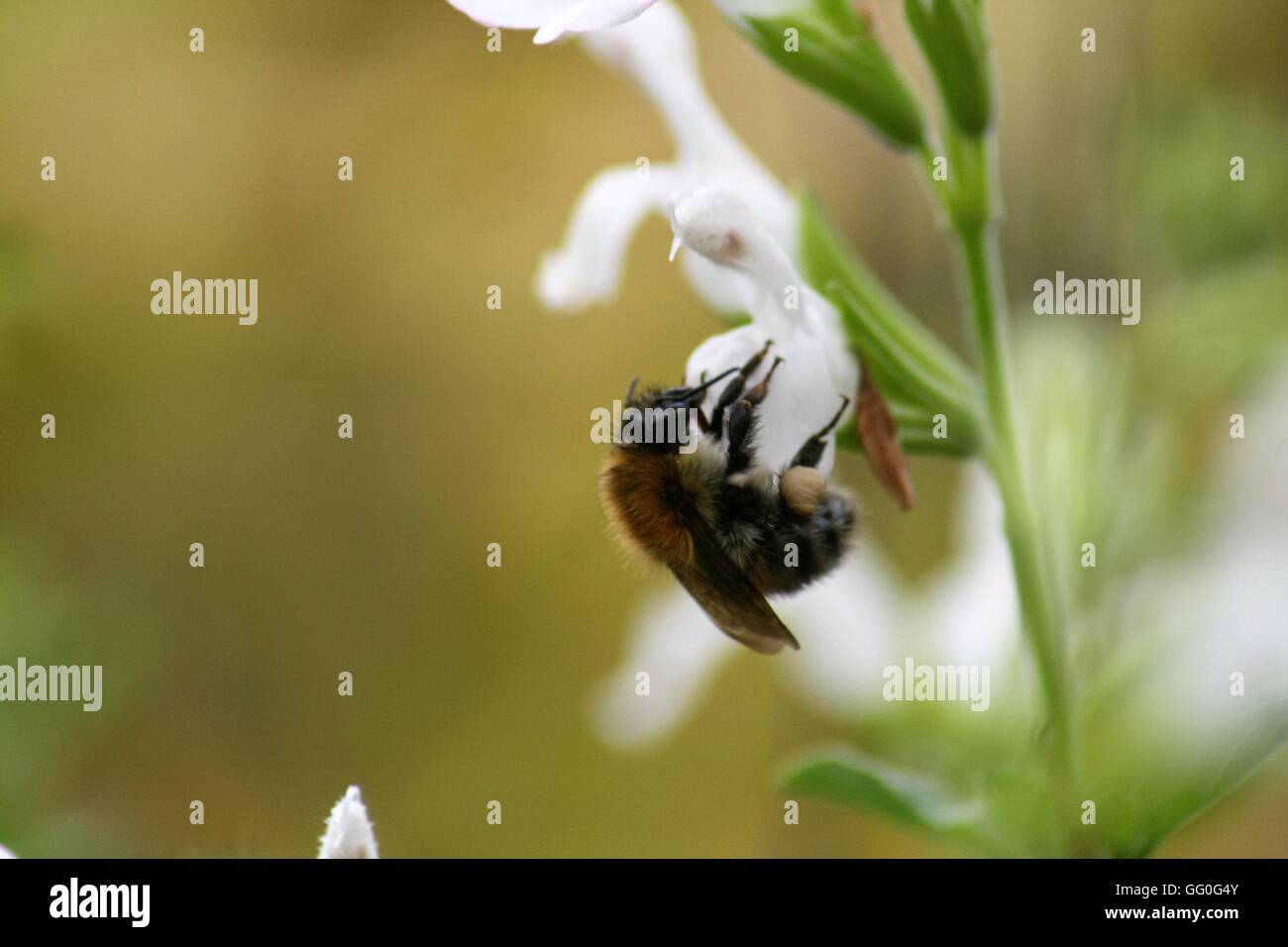 Carde commun abeille sur fleur blanche, Bombus pascuorum Banque D'Images