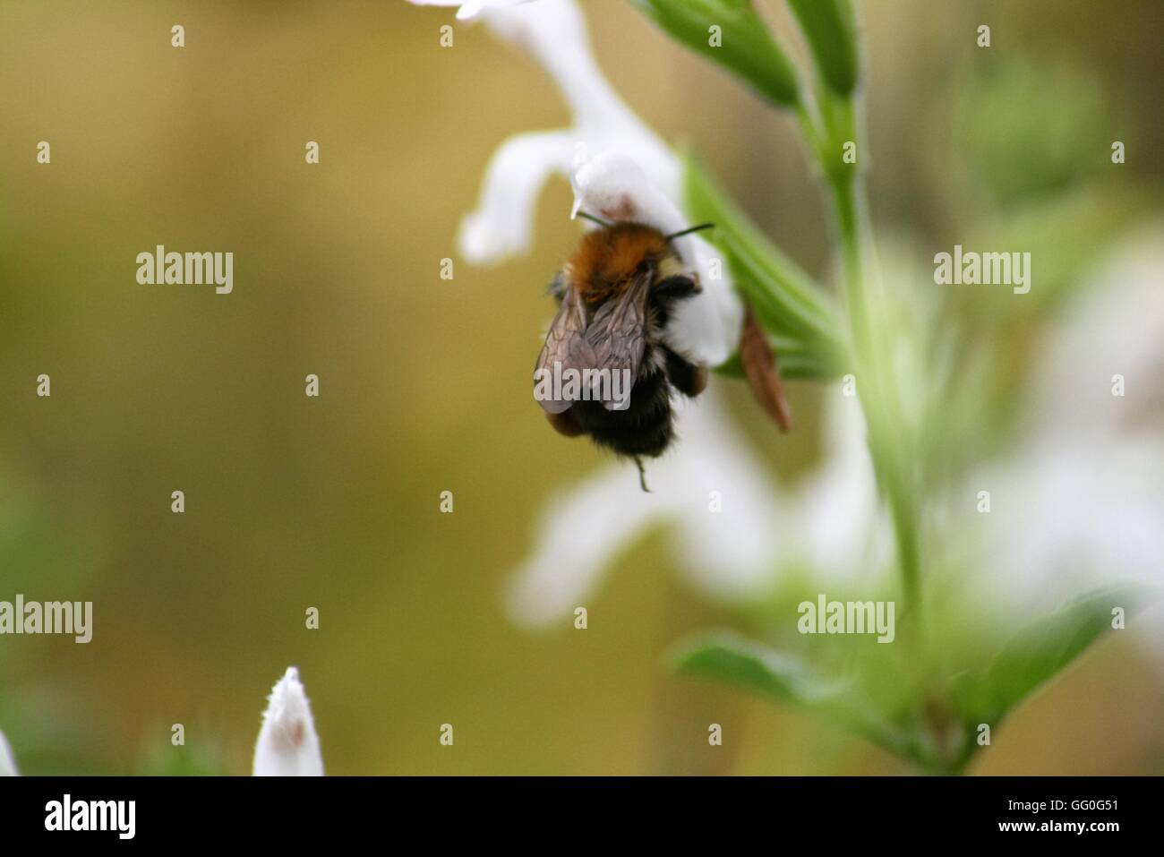 Carde commun abeille sur fleur blanche, Bombus pascuorum Banque D'Images