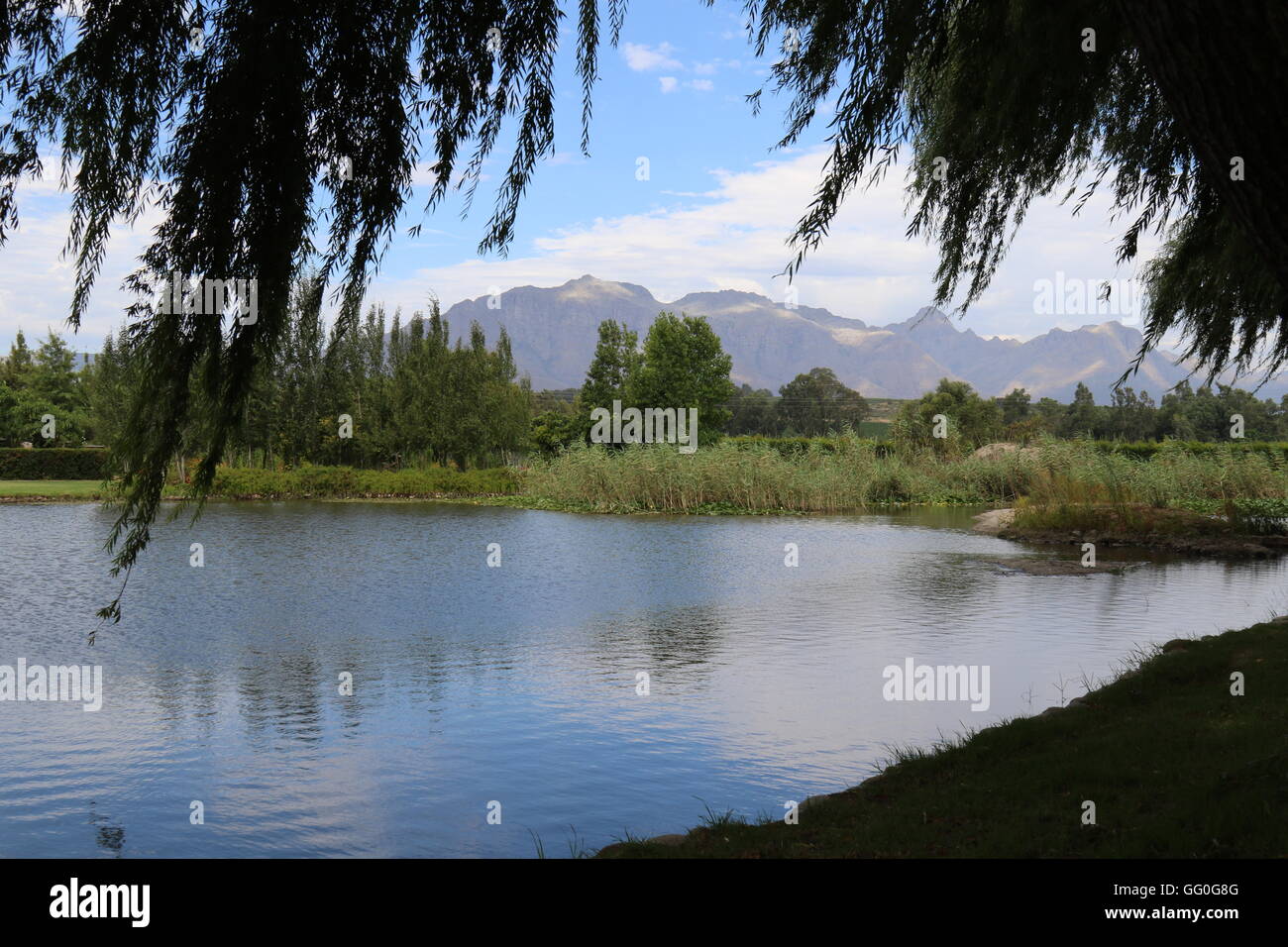 Reed, lac et montagnes à vins Domaine De Vredenheim, Stellenbosch, Afrique du Sud Banque D'Images