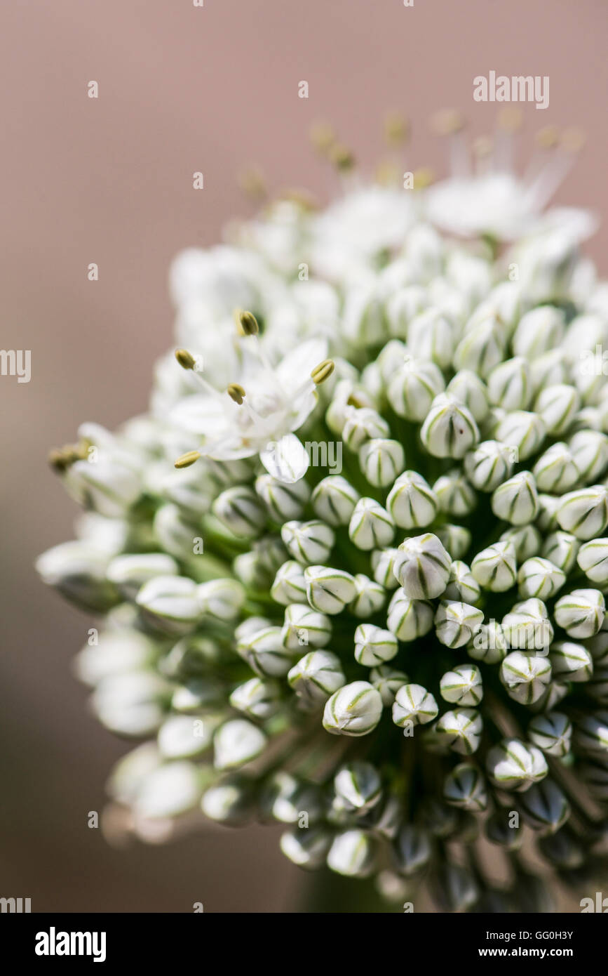 L'ombelle sphérique de fleurs blanches d'un oignon (Allium cepa) Banque D'Images