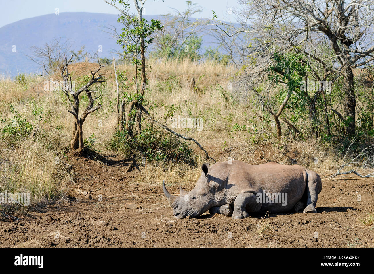 Rhinocéros sauvages bronzer sur la boue sèche en Afrique du Sud, un aperçu de son habitat naturel et de son comportement. observation d'animaux sauvages Banque D'Images