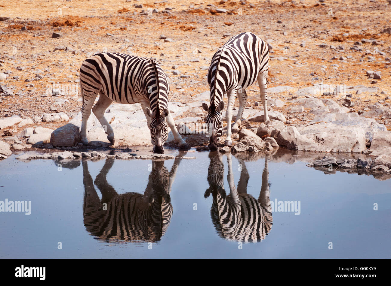 Deux zèbres de l'eau potable dans un étang dans le Parc National d'Etosha, Namibie Banque D'Images Deux zèbres de l'eau potable dans un étang dans le Parc National d'Etosha, Namibie Banque D'Images