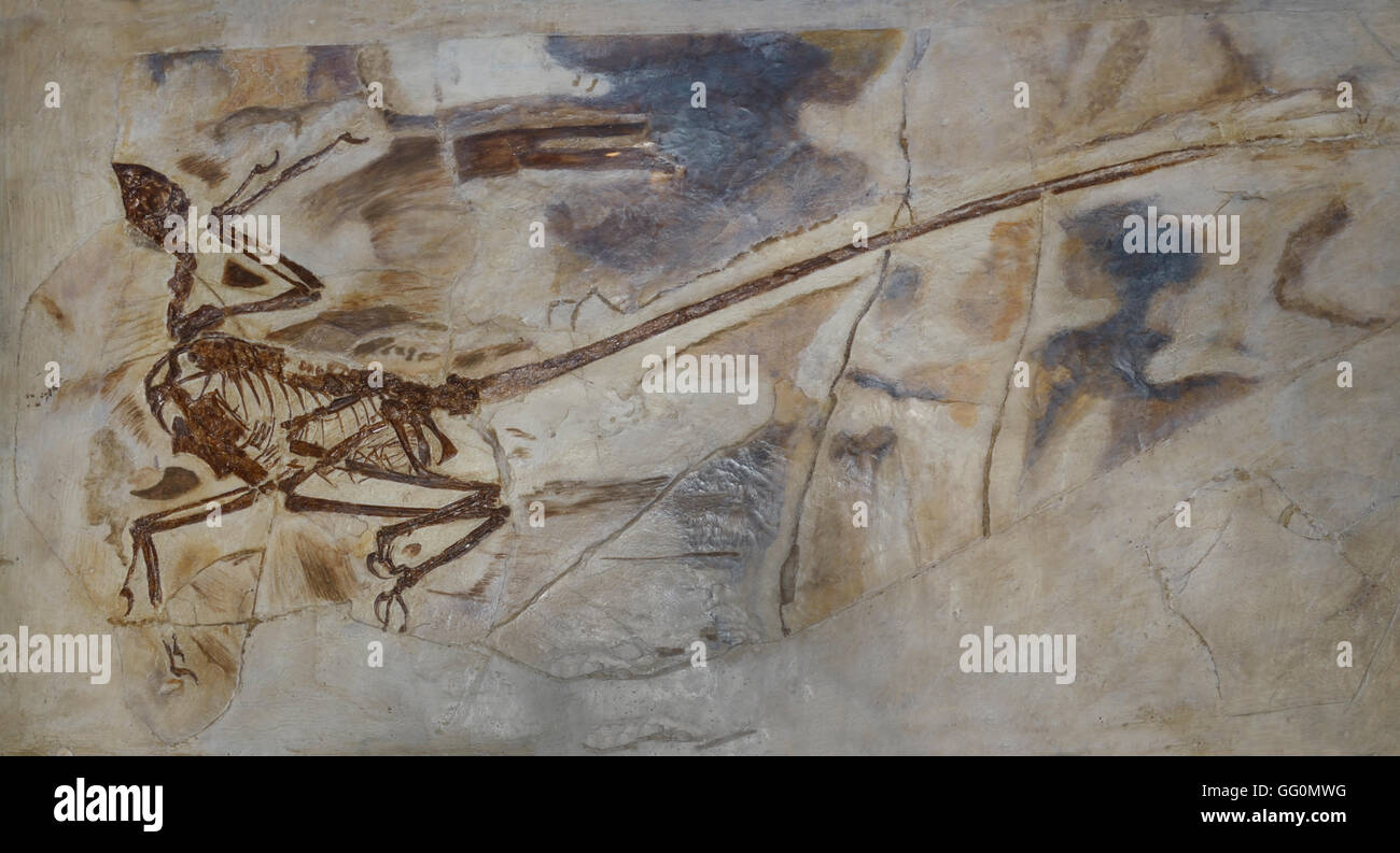 Comme les oiseaux à plumes fossile de dinosaure théropode, Microraptor gui, Crétacé précoce,130-120 millions d'années, il y a la province de Liaoning, Chine Banque D'Images