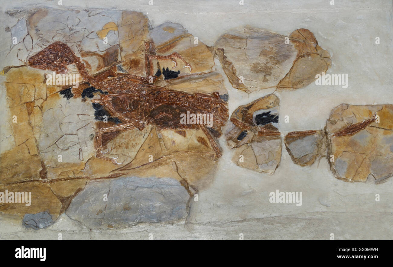 Comme les oiseaux avec des plumes fossiles de dinosaures théropodes, jhengi Xiaotingia Jurassique, 161-145, Mya, province de Liaoning, Chine Banque D'Images