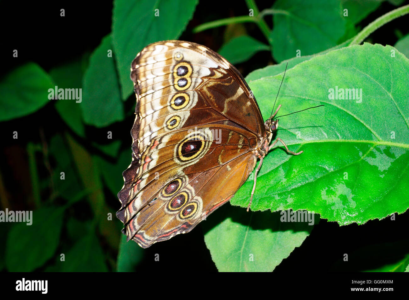 BLUE MORPHO MORPHO (PELIEIDES) Banque D'Images