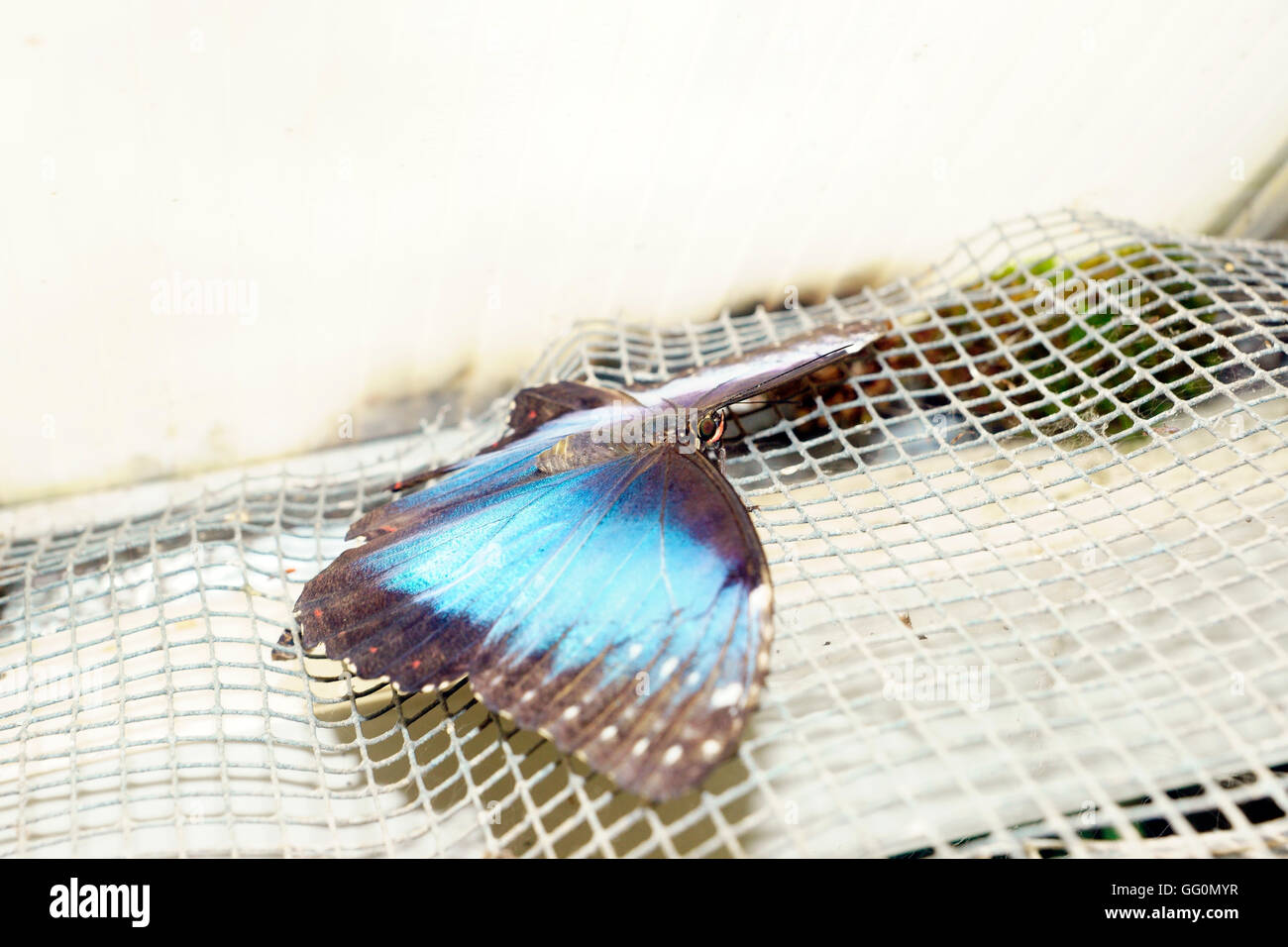 BLUE MORPHO MORPHO (PELIEIDES AU REPOS) Banque D'Images