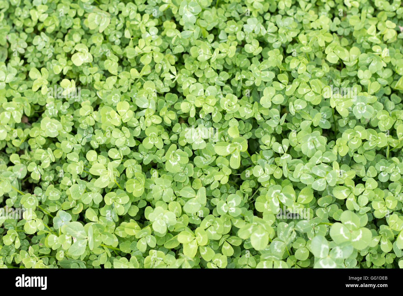 Les feuilles de trèfle vert frais de prises de vue aériennes en full frame Banque D'Images