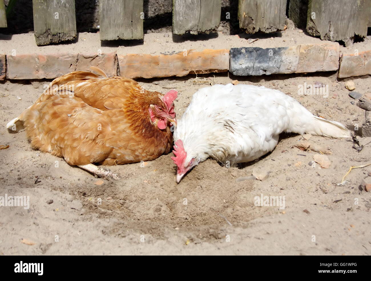 Deux de prendre un bain de sable de poule Banque D'Images