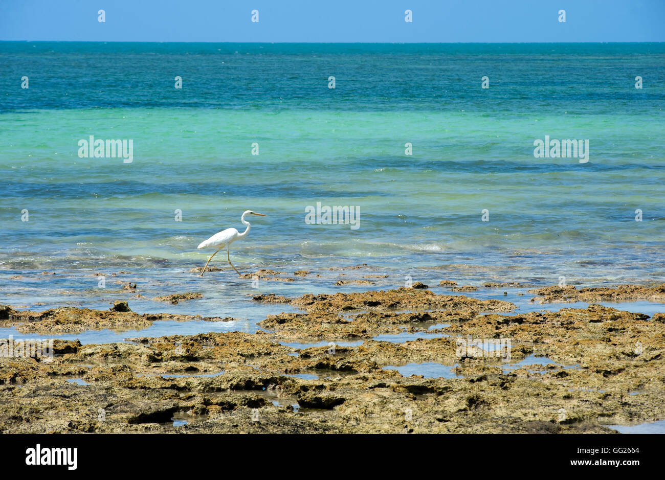 Aigrette sur la plage d'un des Florida Keys Banque D'Images