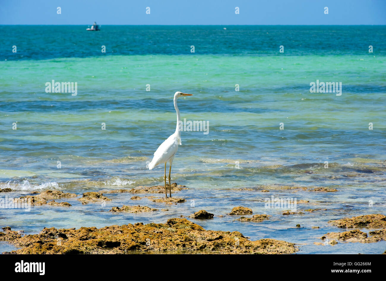 Aigrette sur la plage d'un des Florida Keys Banque D'Images