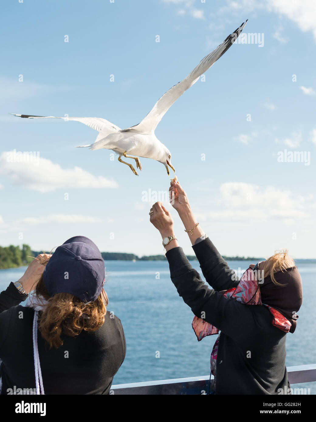 Deux femmes matures nourrissant des goélands à bec cerclé lors d'une excursion en bateau à Thousand Islands, Ontario, Canada Banque D'Images
