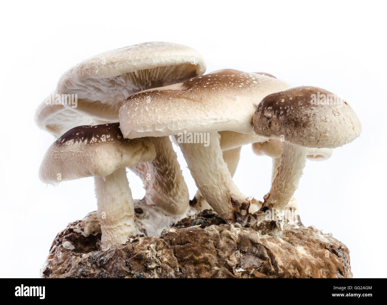 Champignons Shiitake brut isolé sur fond blanc. Banque D'Images