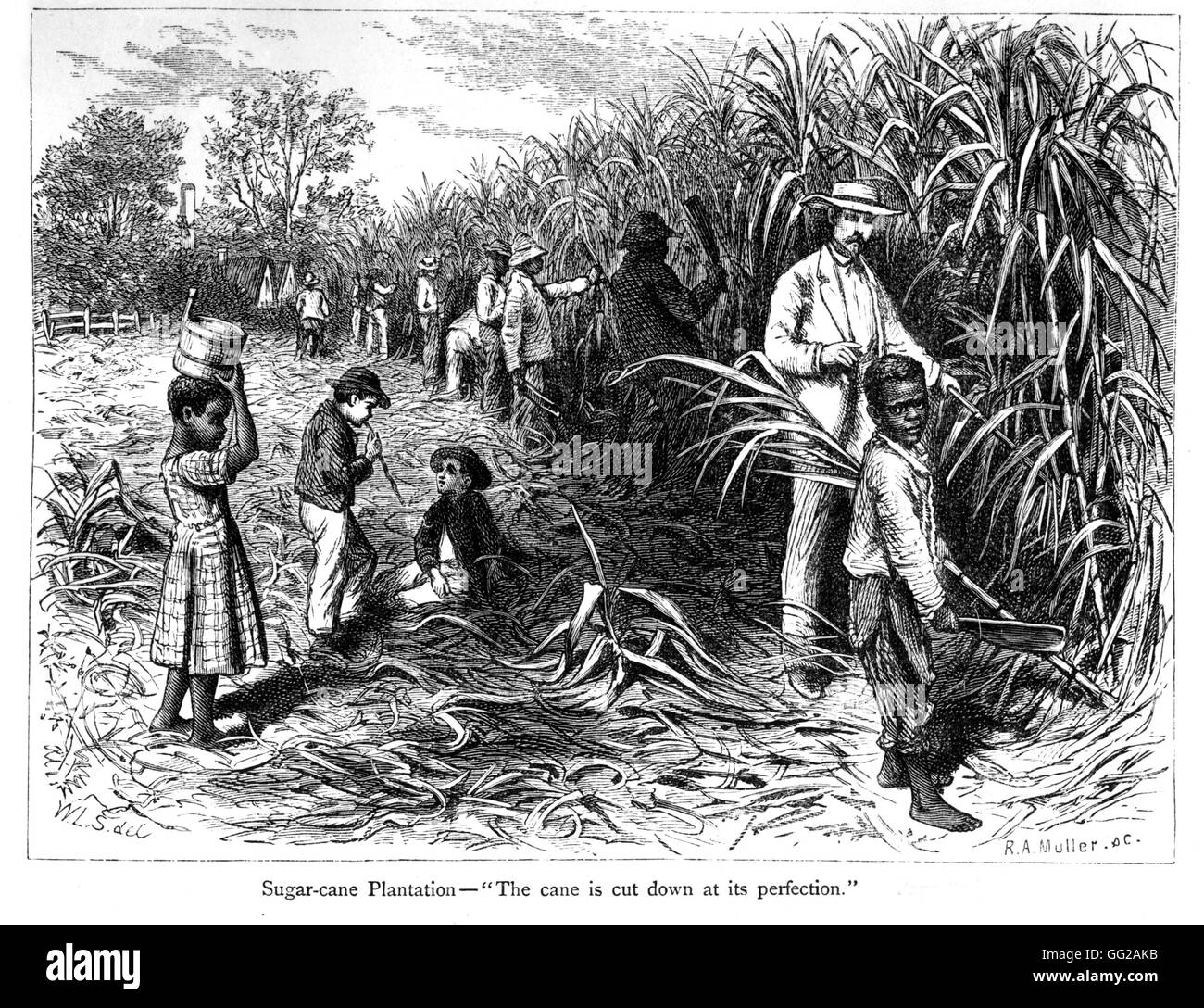 Scène dans une plantation de canne à sucre autour de 1800 United States Paris. Bibliothèque nationale Banque D'Images