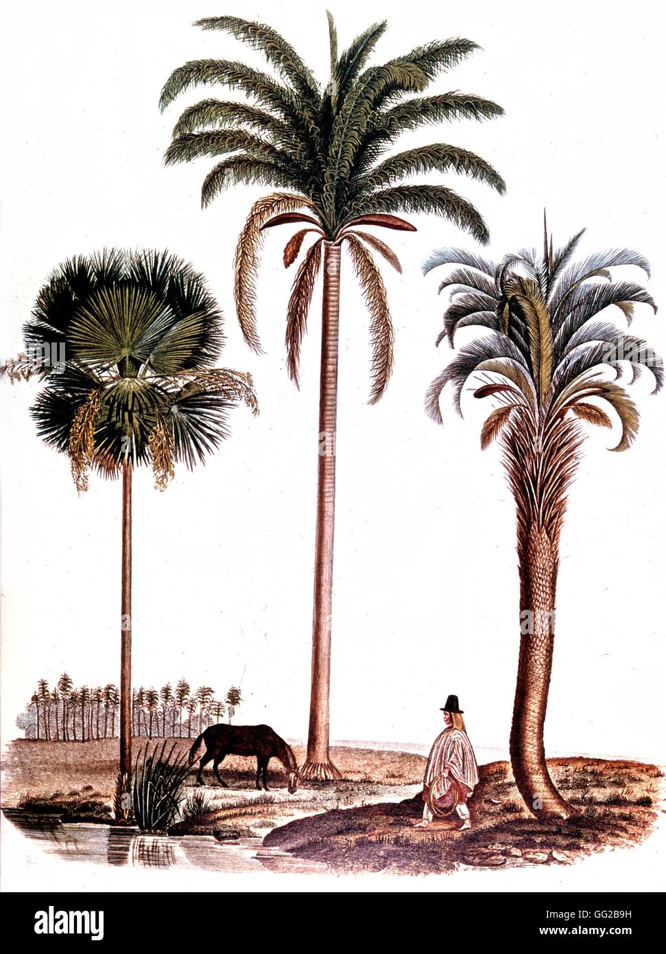 Charles Darwin (1809-1882) Gravure de Darwin's voyage à bord du Beagle. Voyage vers l'Argentine. Trois différentes variétés de palmiers Banque D'Images