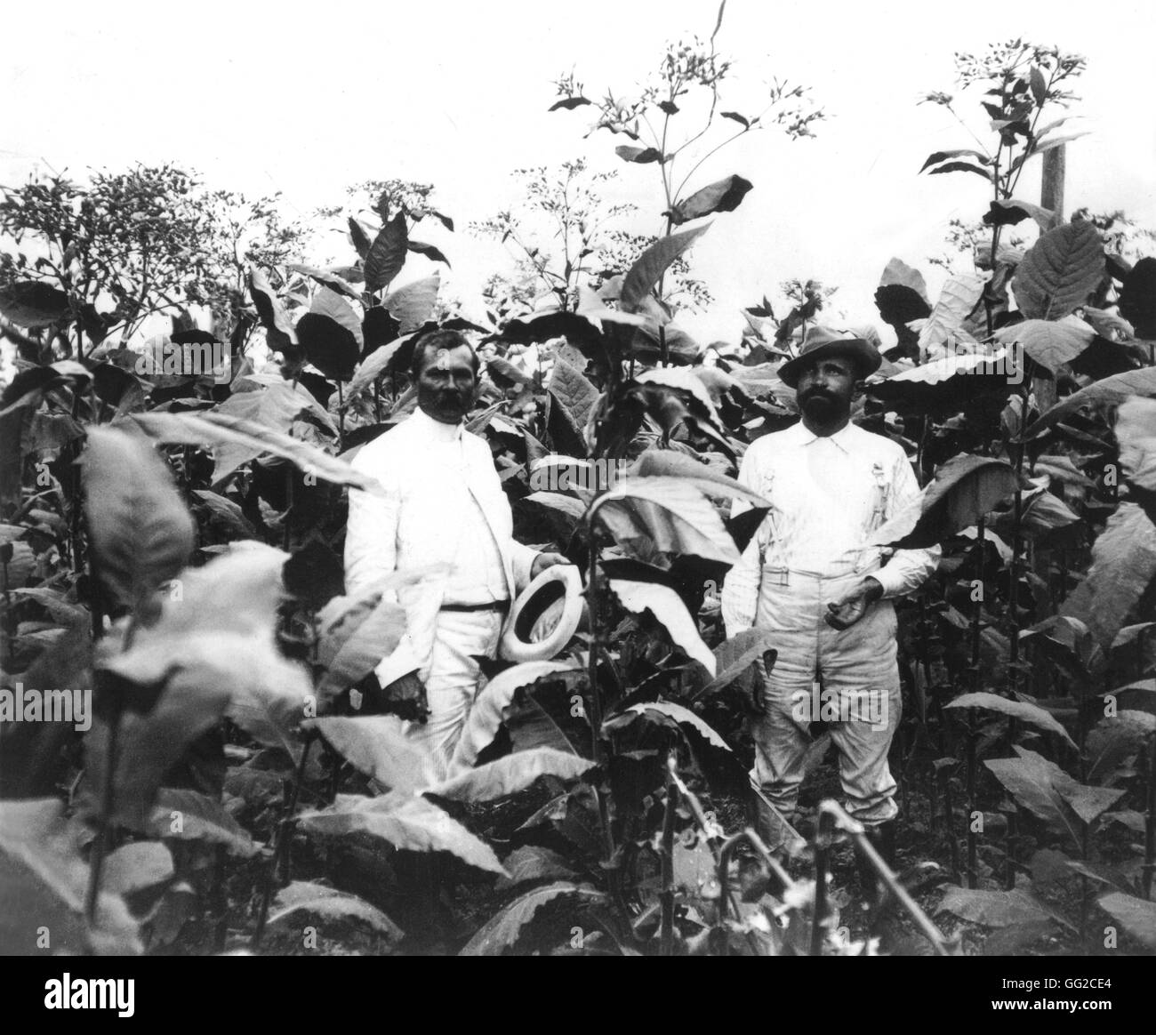 Champ de tabac c. Cuba 1900, Bibliothèque du Congrès de Washington Banque D'Images