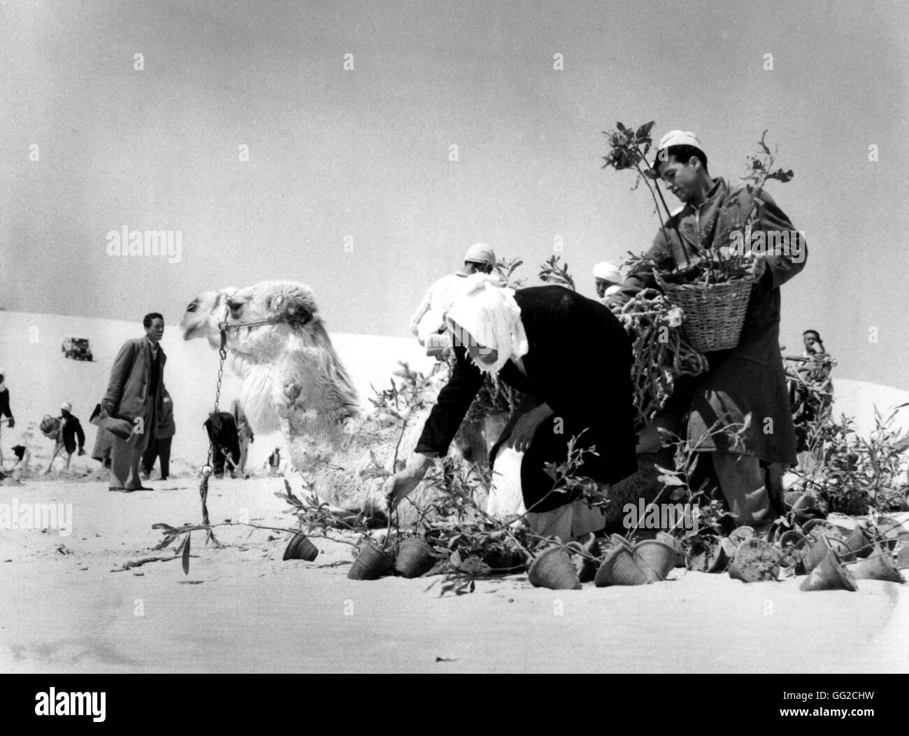 La plantation d'arbres en Palestine (Gaza) de prendre les terres désertiques de l'U.N.R.W.A La Palestine, U.N. Banque D'Images