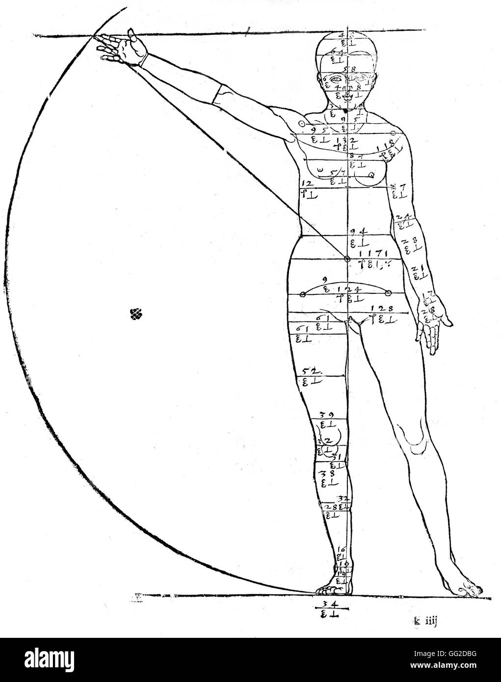 Proportions corps Banque de photographies et d’images à haute