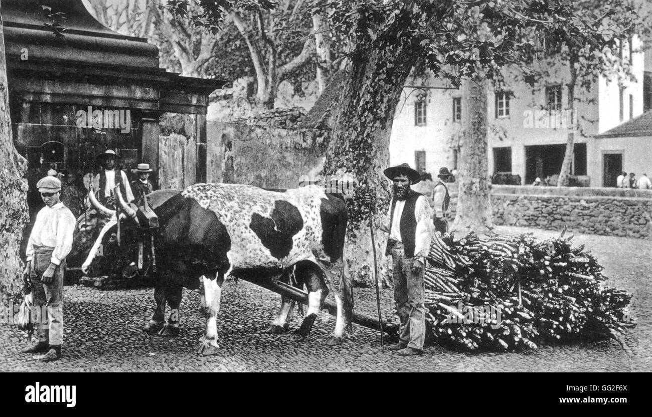Madère, Portugal 1900 bois service Banque D'Images