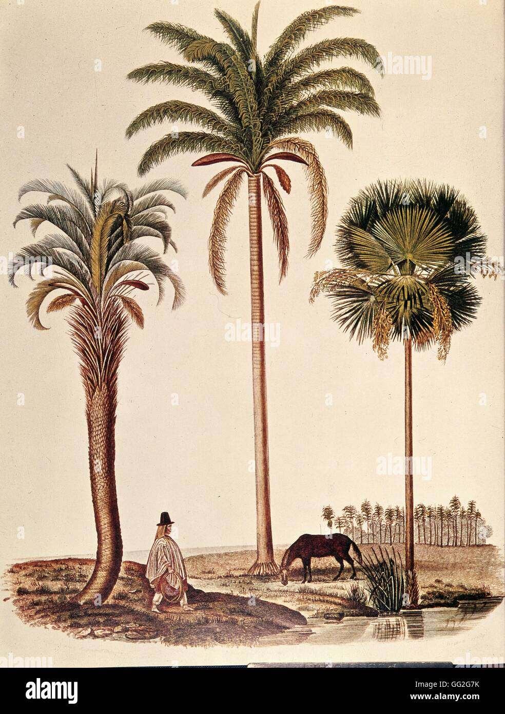 Palmiers de Darwin's 'Le Voyage du Beagle (publié 1839), lithographie. Paris, Bibliothèque Nationale de France Banque D'Images