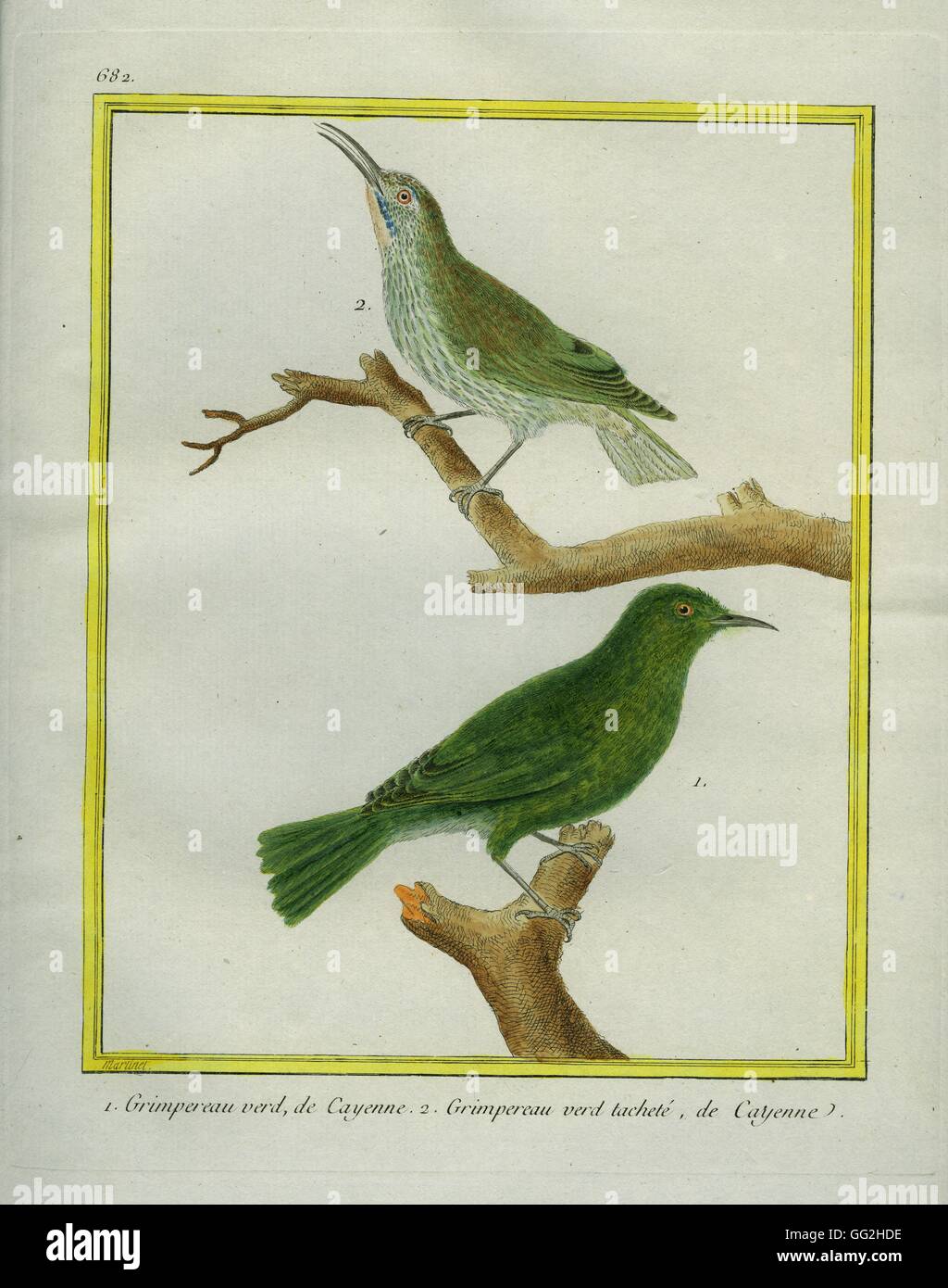 George-Louis Leclerc, Comte de Buffon : "Histoire naturelle des oiseaux, poissons, insectes et reptiles' coloré et gravée par François-Nicolas Martinet, 1770-1783 1. 2. Bruant de Hodgson Banque D'Images