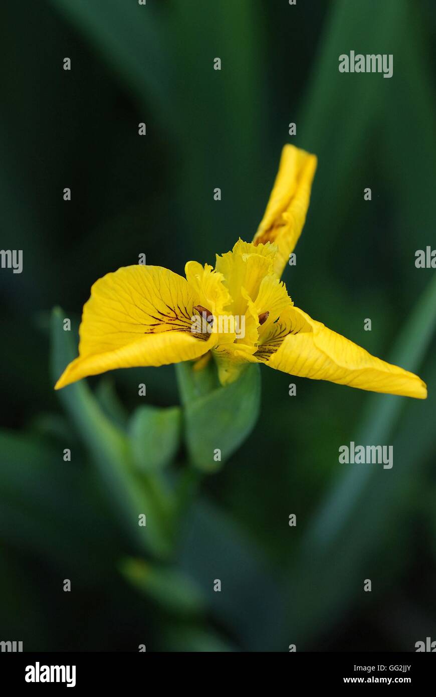 Iris pseudacorus, également connu sous le nom de drapeau jaune Iris. Une variété imberbe avec pétales jaunes et marron ou violet apposés à chaque automne. On trouve dans les endroits humides ou près de l'ensemble de l'Europe, à l'ouest de la Sibérie, la Turquie, l'Iran et l'Afrique du Nord. Banque D'Images