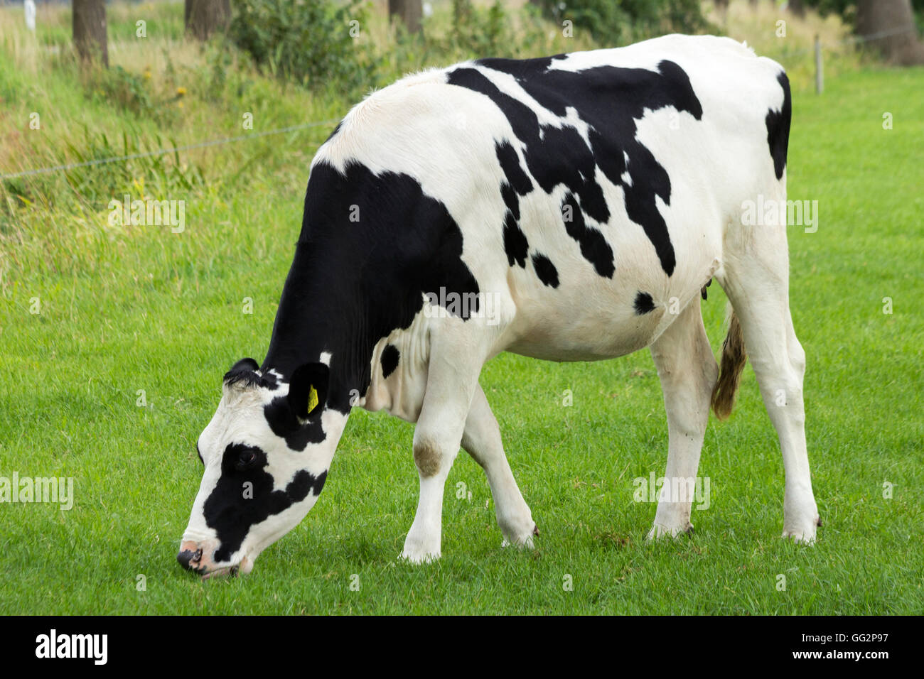 Noir et blanc vache frisonne Holstein Banque D'Images
