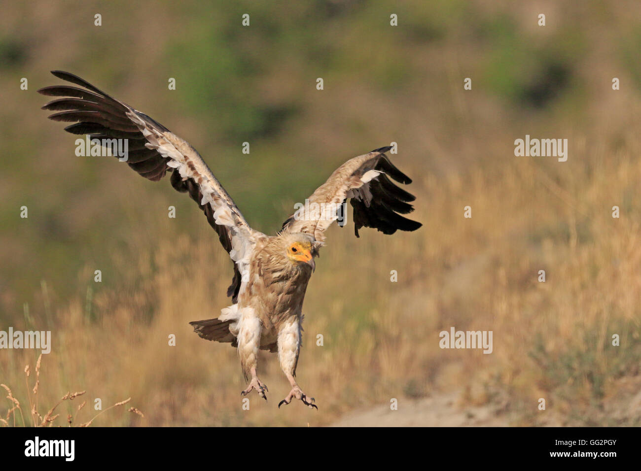 Percnoptère adultes entrée en terre en Espagne Banque D'Images