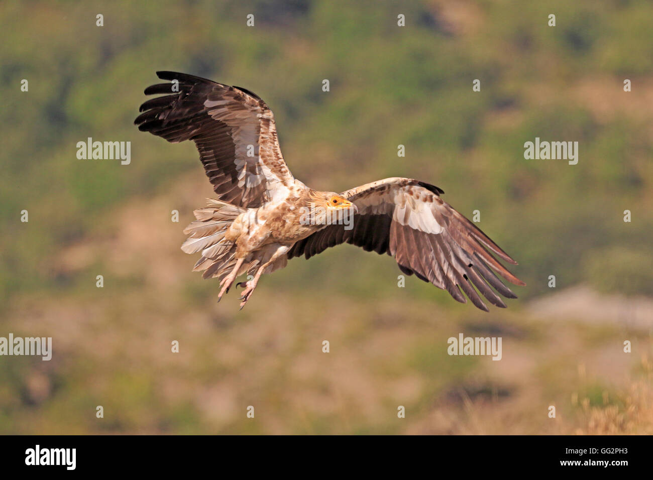 Sous des profils Percnoptère entrée en terre en Espagne Banque D'Images