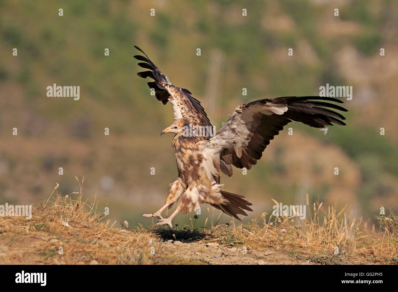 Percnoptère juvénile entrée en terre en Espagne Banque D'Images