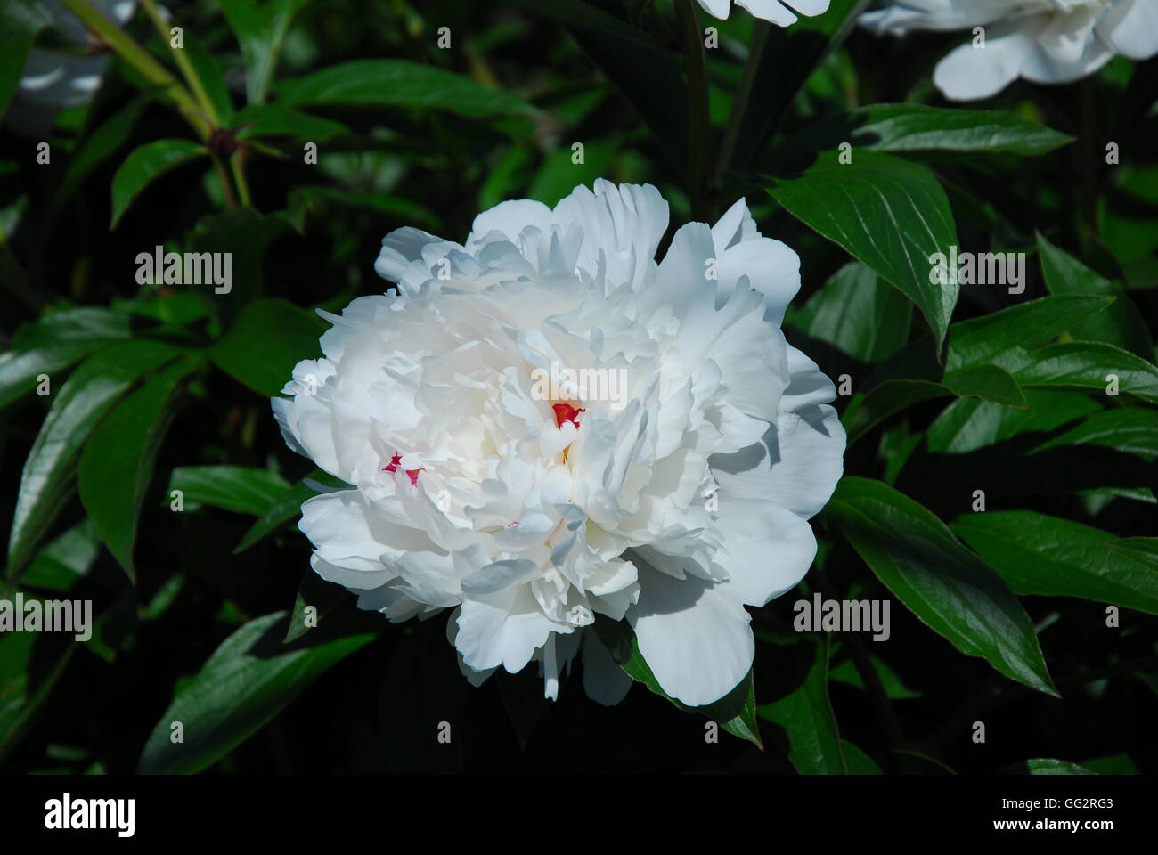 Pivoine blanche, paeonia veitchii Banque D'Images