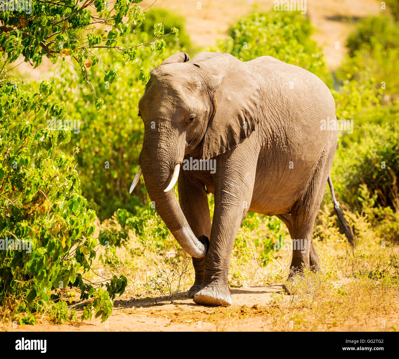 Portrait d'un adulte dans la nature de l'éléphant en Afrique Banque D'Images