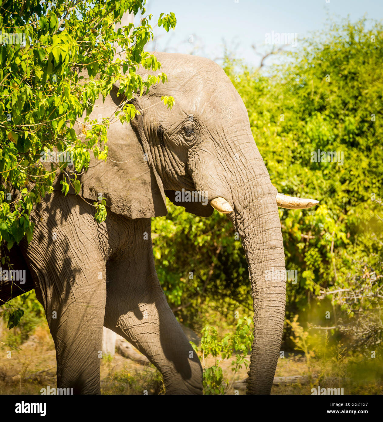 Portrait d'un adulte dans la nature de l'éléphant en Afrique Banque D'Images