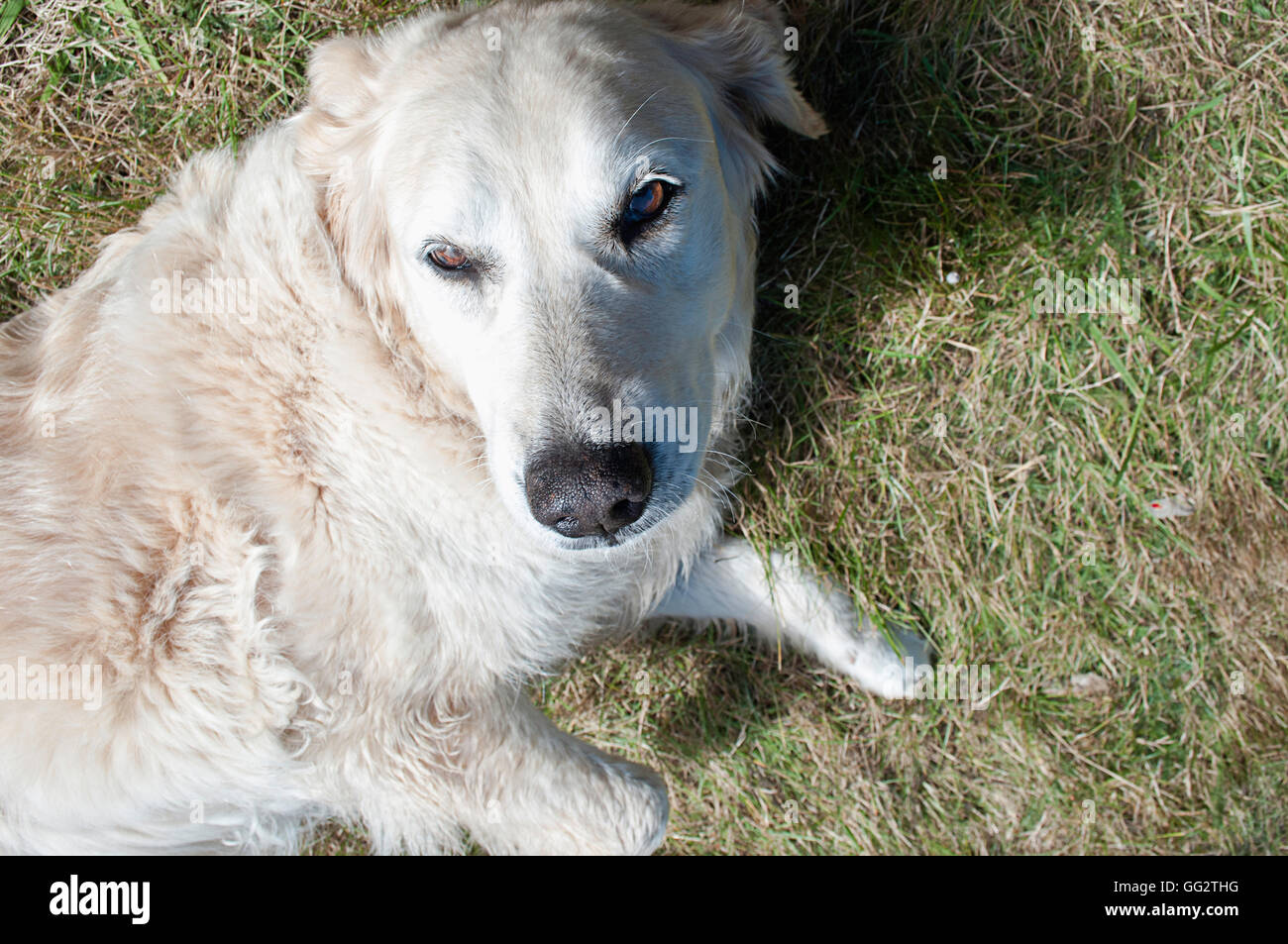 A un vieux de cinq ans Golden Retriever portant sur l'herbe. Banque D'Images