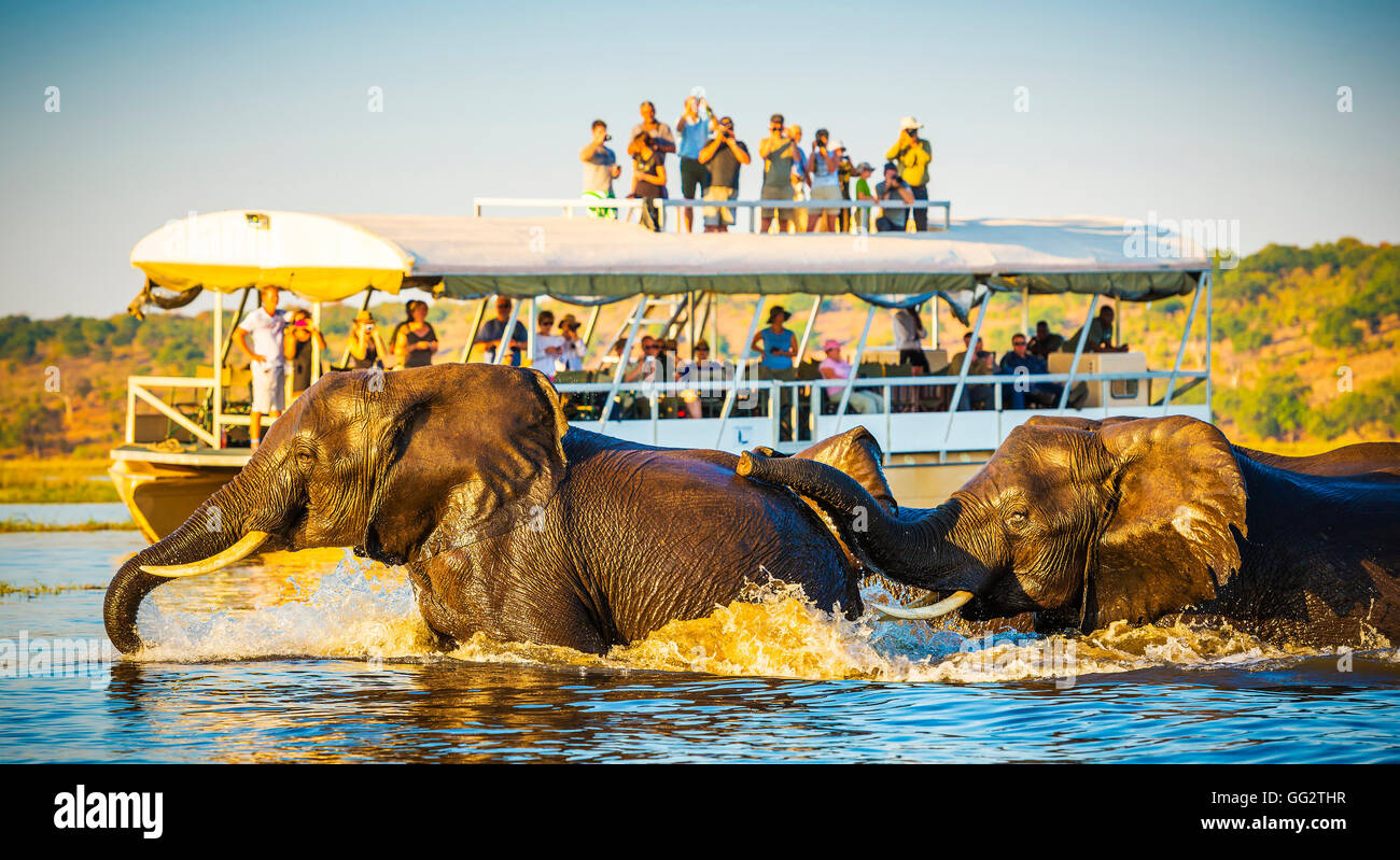 Les éléphants d'une de l'autre côté de la rivière Chobe, au Botswana avec les touristes en safari regarder sur Banque D'Images