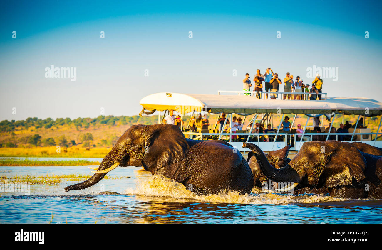 Les éléphants d'une de l'autre côté de la rivière Chobe, au Botswana avec les touristes en safari regarder sur Banque D'Images