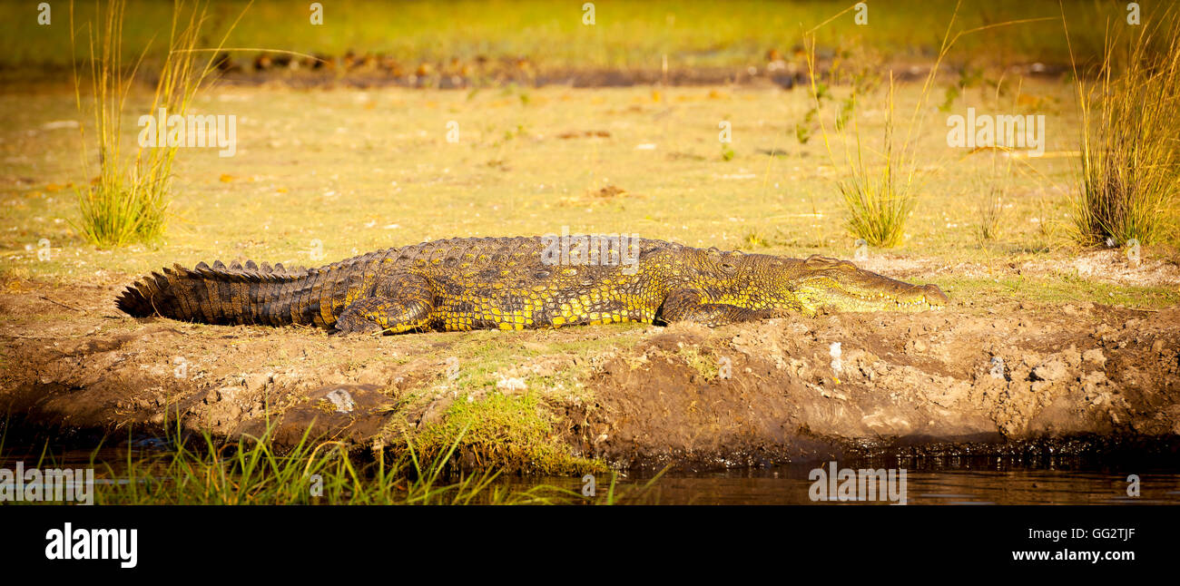 Grand soleil Alligator lui-même sur la rive du fleuve dans la région de Chobe National Park, Botswana, Africa Banque D'Images