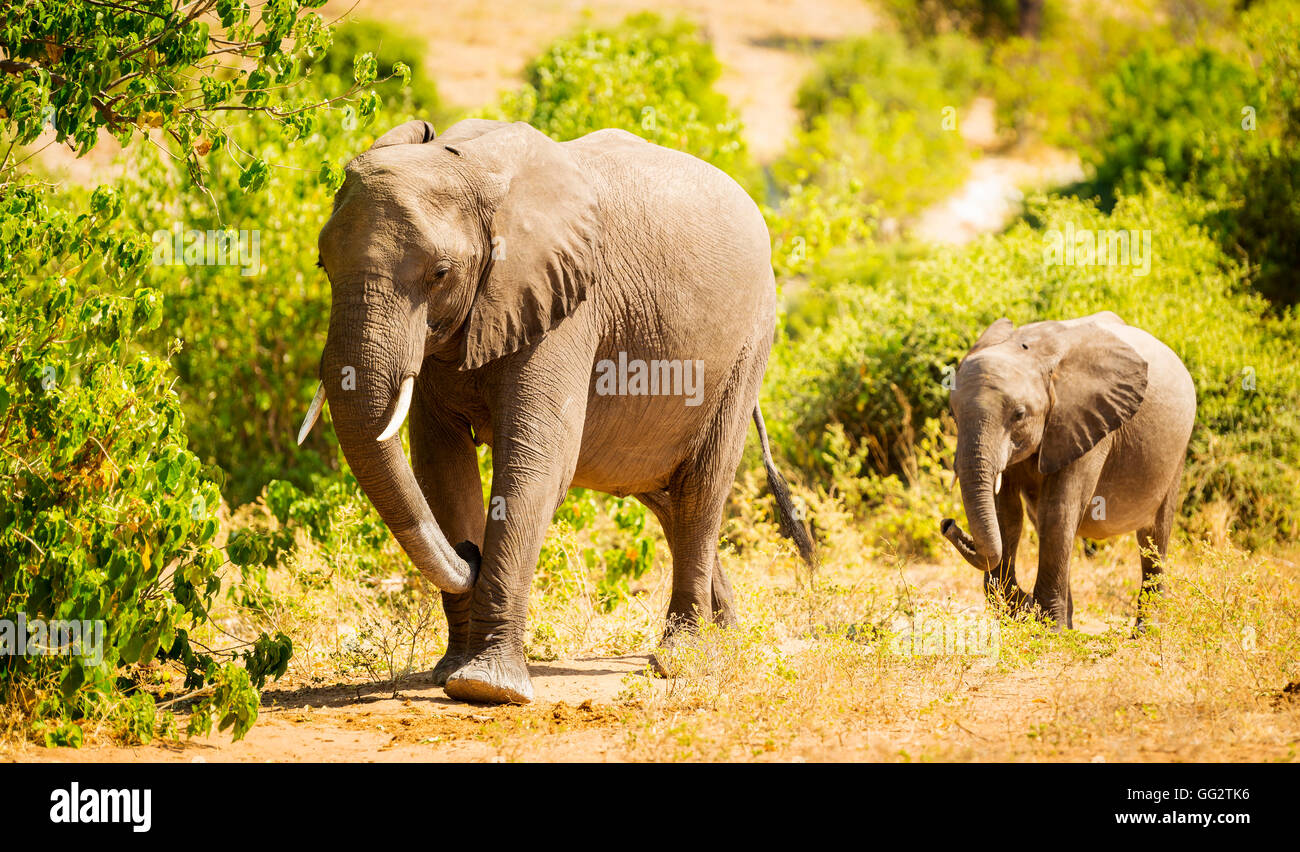 Bébé éléphant dans la nature à Chobe National Park, Botswana, Africa Banque D'Images