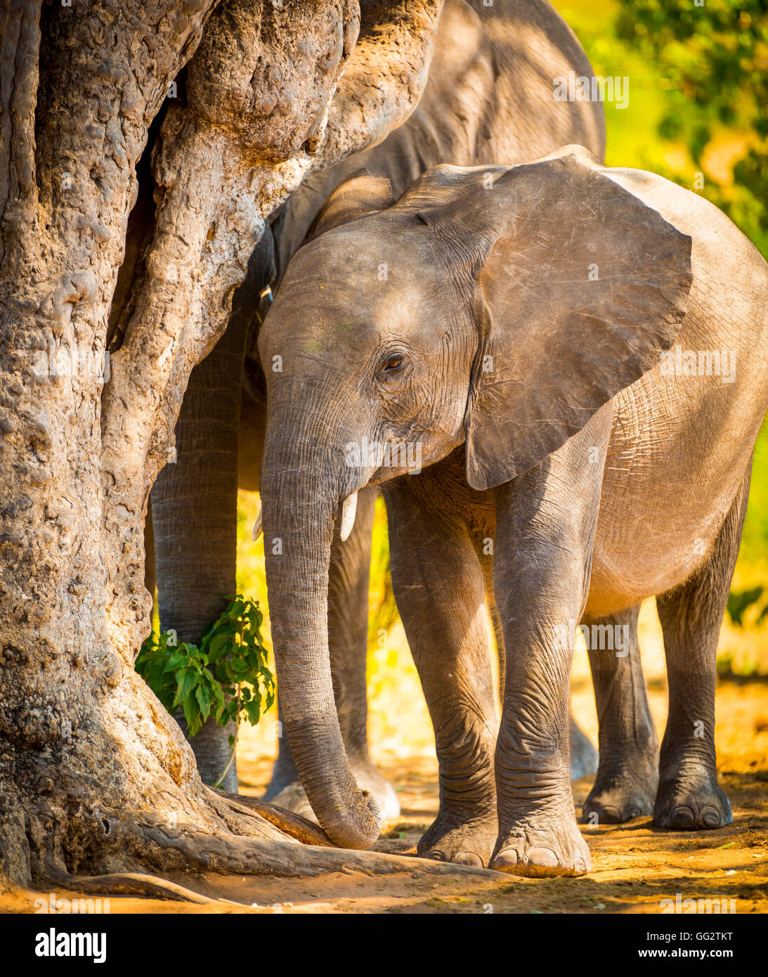 Bébé éléphant dans la nature à Chobe National Park, Botswana, Africa Banque D'Images