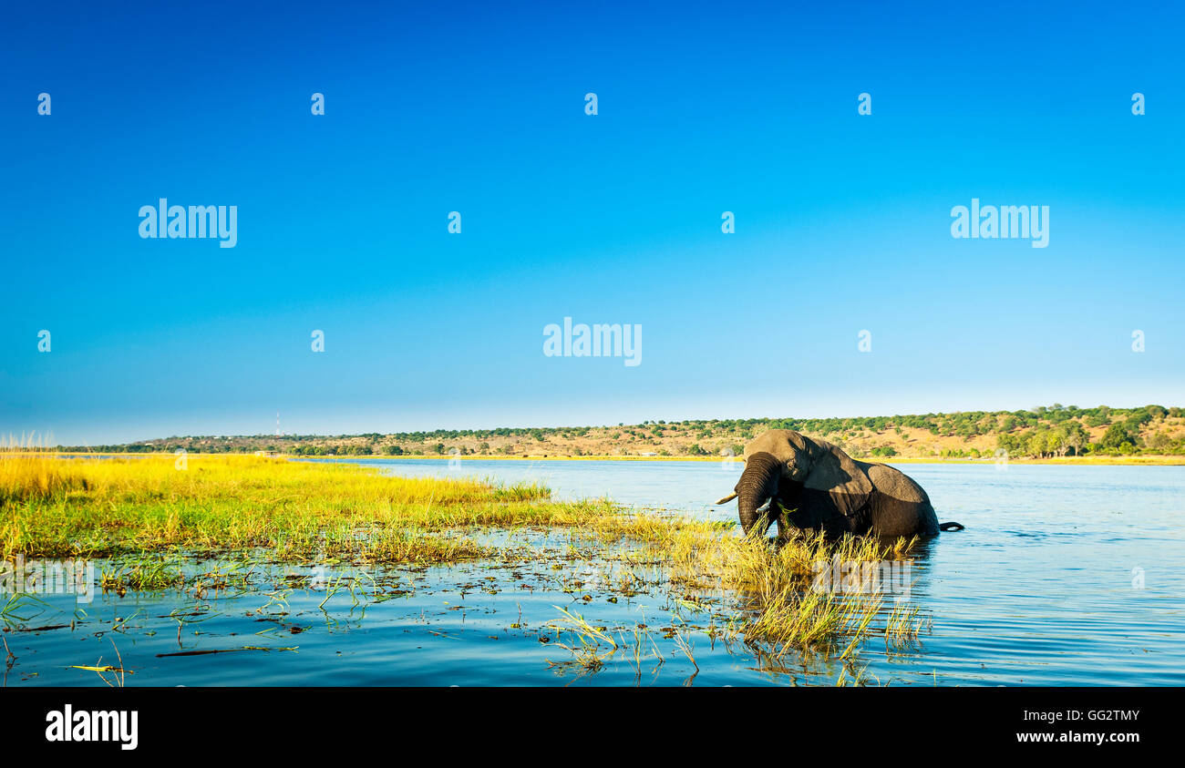Le Parc National de Chobe au Botswana, l'Afrique abrite des milliers d'éléphants Banque D'Images