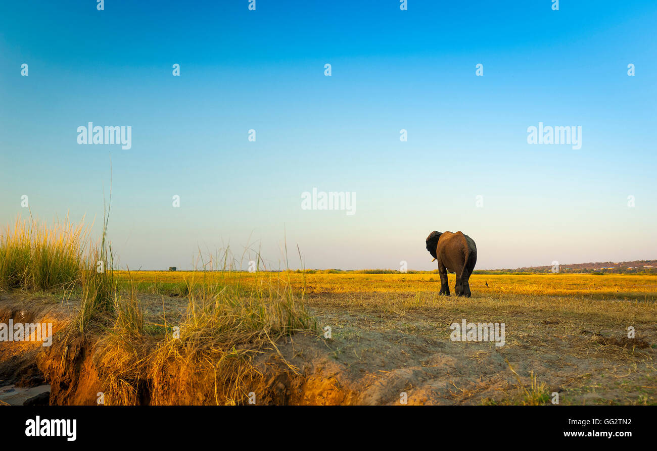 Le Parc National de Chobe au Botswana, l'Afrique abrite des milliers d'éléphants Banque D'Images
